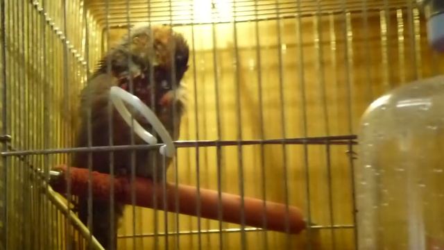 Варакушка (Luscinia svecica), щур.....и тд..... смотреть онлайн