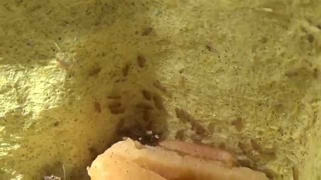 Сеноеды в живой природе смотреть онлайн