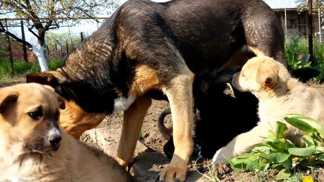 Щенки нашли добрых хозяев. смотреть онлайн