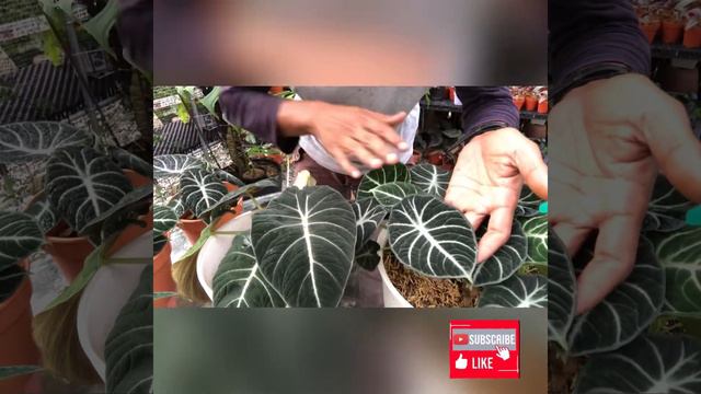Perbezaan Alocasia reginula black valvet dan Alocasia Ninja смотреть онлайн
