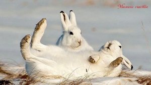 Почему зайцы шубку меняют. Кильдишова С.В.mp4