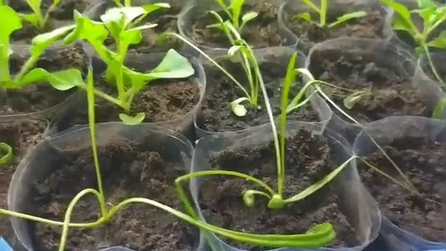 что растёт и как взошло? обзор стеллажей на 26.01.21 смотреть онлайн