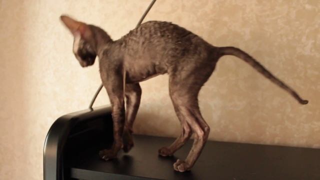 Моя сладкая шоколадка корниш рекс Власта Корнелита смотреть онлайн