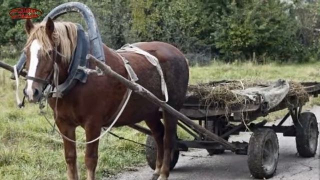 Вот это песня ЧЕ ТЕ НАДО В Капризов смотреть онлайн