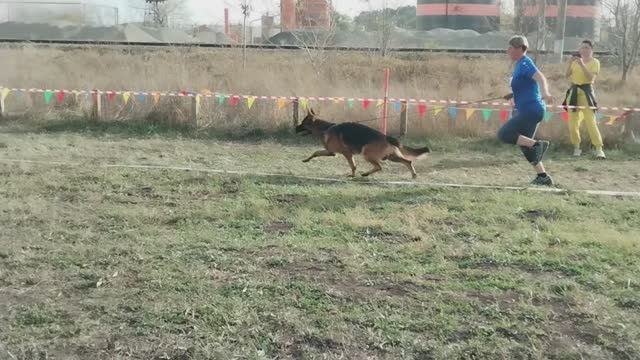 Рабочие кобели - моно в Краснодаре 2023