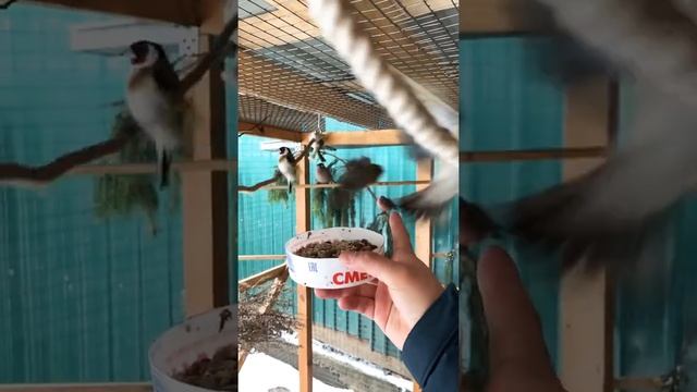 Кормление диких птиц (Щегол, Щур, Урагус, Снегирь и тд) смотреть онлайн