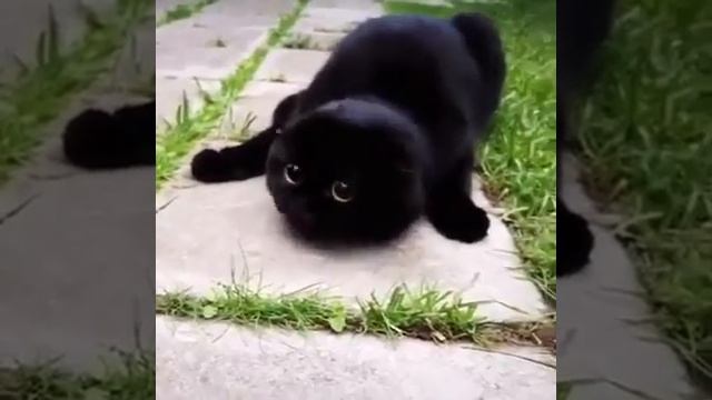 Очаровательные Черные Котики ( Wonderful Black Cats ) смотреть онлайн