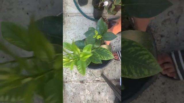 Правильный полив саженцев цитрусовых на трифолиате смотреть онлайн