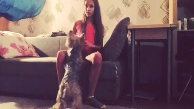 Как я дрессирую собаку)!!!!!!😜😝🐶🐶 смотреть онлайн