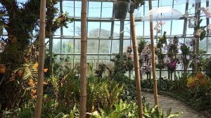 Орхидея .Цветы