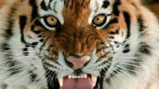 Самые красивые тигры смотреть онлайн