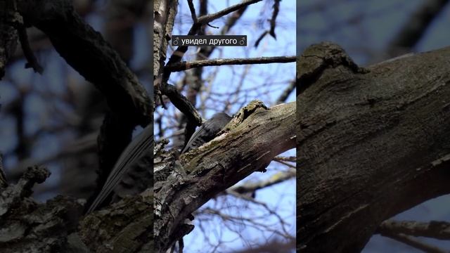 Голос: Желна́, Дятел чёрный (Dryocopus martius) ♪ #shorts #голосаптиц смотреть онлайн