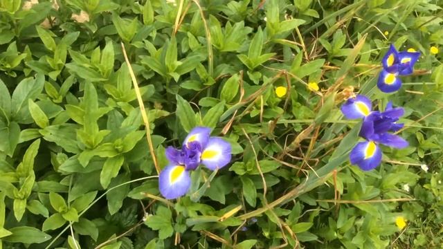 Iris de Hollande 'Blue Magic' смотреть онлайн