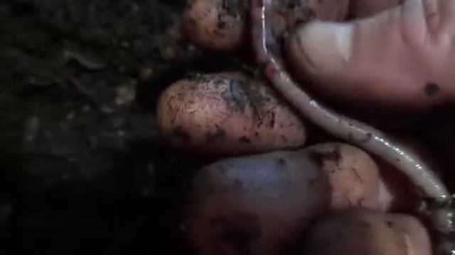 Спасение взрослого червя от гибели/Удачный эксперимент/Разведение червя дендробена смотреть онлайн