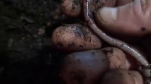 Спасение взрослого червя от гибели/Удачный эксперимент/Разведение червя дендробена