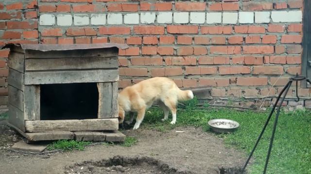 СОБАКА ХОЧЕТ КУШАТЬ смотреть онлайн