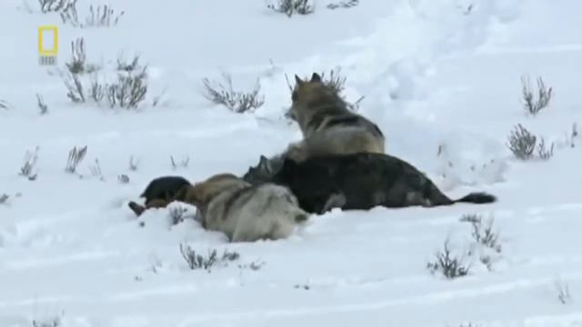 Охота волков на оленей смотреть онлайн