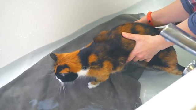 МОЕМ КУКИ ВПЕРВЫЕ ЗА 5 ЛЕТ