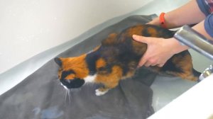 МОЕМ КУКИ ВПЕРВЫЕ ЗА 5 ЛЕТ