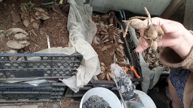 Готовлю георгины к посадке. смотреть онлайн