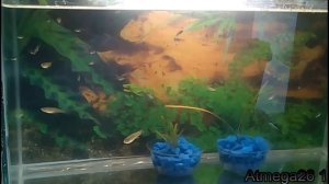 Селекция гуппи   первое скрещивание