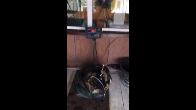 Рыбалка в Подмосковье , ловля карпа, бешеный клев! смотреть онлайн