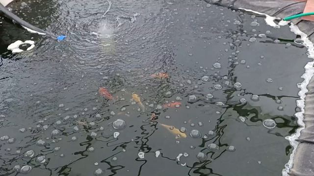 23 ноября -10 градусов, а льда нету ?️ пруд в теплице для разведения карпа кои, аэрация пруда зимой смотреть онлайн