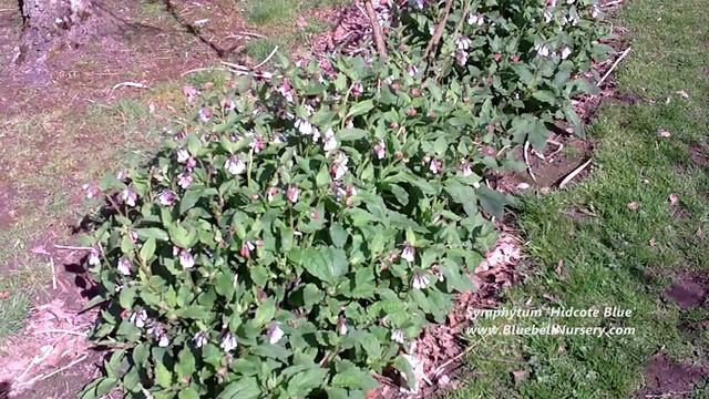 Symphytum 'Hidcote Blue' (Comfrey)