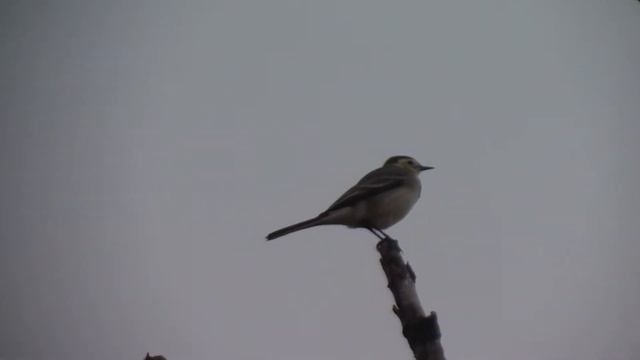 БИОСФЕРА. Трясогузка жёлтоголовая. Моя версия по справочникам Википедии. смотреть онлайн