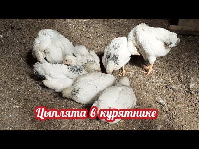 Ввод цыплят в куриное царство без проблем... смотреть онлайн