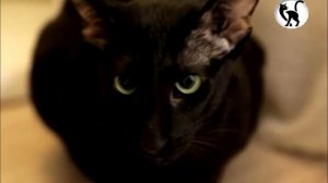 Чего ждать от ориентальной кошки? Ориентальная порода кошек