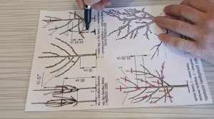 Обрезка яблони. Почему нельзя обрезать деревья.