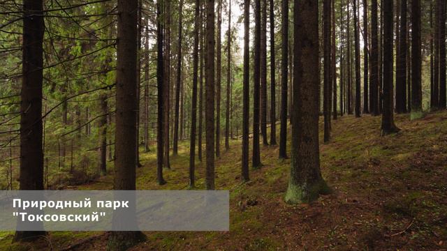 09. От щита «Верховое болото» до щита «Мохообразные природного парка» смотреть онлайн