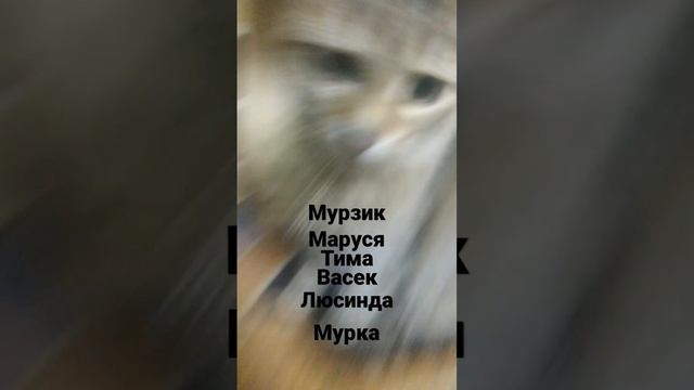 названия кошек и котов ? смотреть онлайн