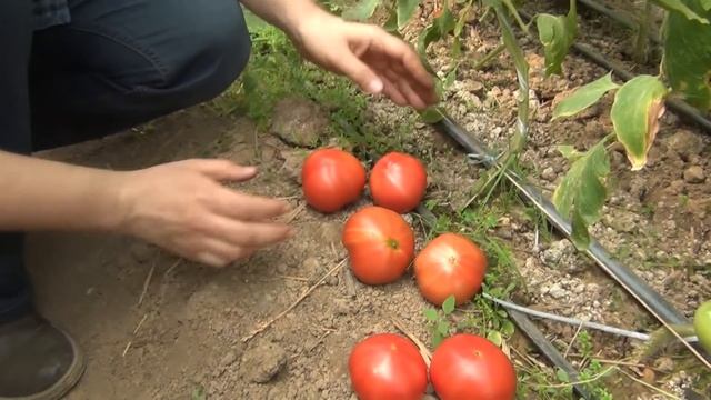 Урожайный розовый томат Пинк Парадайз F1 - Розовый гибрид помидора смотреть онлайн