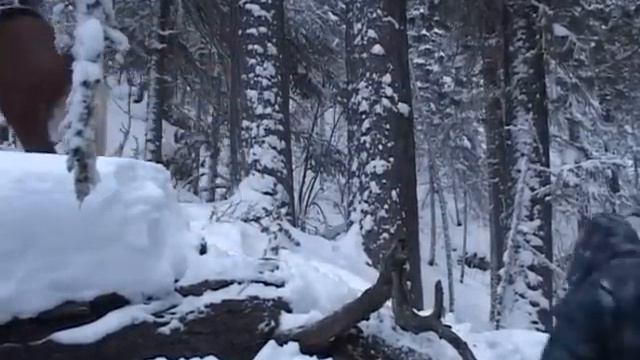 Russia. Hunting in Prebaikale. A bears den. смотреть онлайн