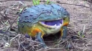 Нашествие лягушек. Подборка