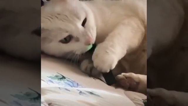 Cat juuling смотреть онлайн