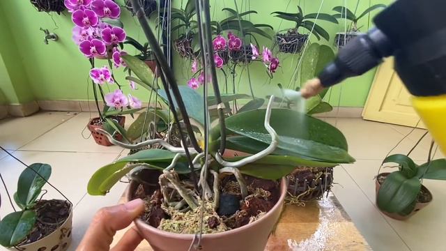 Dùng Tỏi Giúp Lan Hồ Điệp Ít Nấm Bệnh Hoa Đẹp Bộ Rễ Khoẻ Luôn Tươi Tốt смотреть онлайн