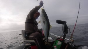 КАК Я НА ТРЕСКОВОЙ БАНКЕ ПОЙМАЛ ЛАКЕДРУ.. 🐟⭐🔥🔥 ТРЕСКА ..ЛАКЕДРА 07.08.24