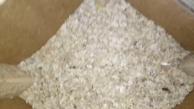 ЕСТЬ ЛИ ПТЕНЦЫ В ЯЙЦАХ У ПОПУГАЕВ? СКОЛЬКО ЯИЦ В ГНЕЗДАХ? ПОЧЕМУ ПТЕНЦАМ РАСКЛЕВАЛИ ГОЛОВЫ? смотреть онлайн