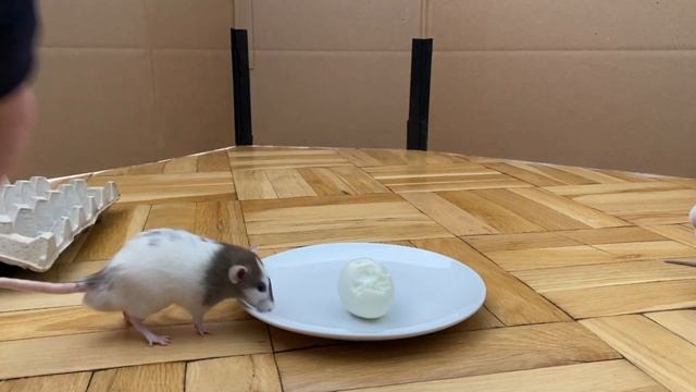 Pet Rats Eat Hard Boiled Egg for First Time! смотреть онлайн