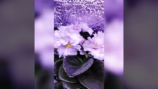 Фиалка росцвела #фиалкацветёт #фиалки #violetevergarden #afrikanviolet #violet #цветы #цветок