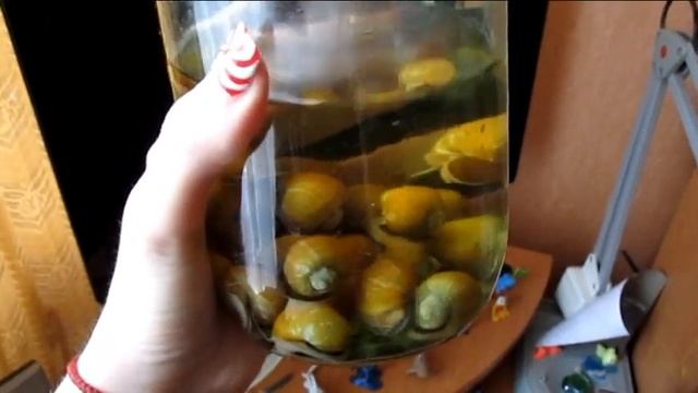 Vlog: ПОДАРКИ, купила золотых рыбок смотреть онлайн