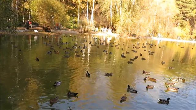 Осенью на озере очень много птиц 09.10.2021 смотреть онлайн