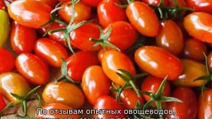 Томат Хохлома: характеристика и описание сорта