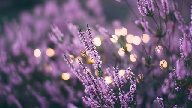 Lavender by Kupla - Topic смотреть онлайн