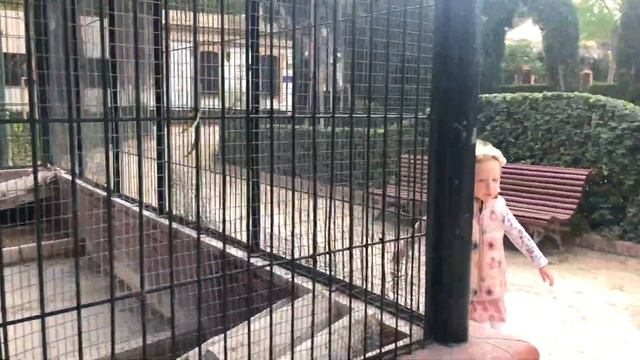 ЭТО НЕВЕРОЯТНО! Vlog: Арина выбирает Говорящего Попугая! Чем кормить Неразлучников и Корелла? смотреть онлайн