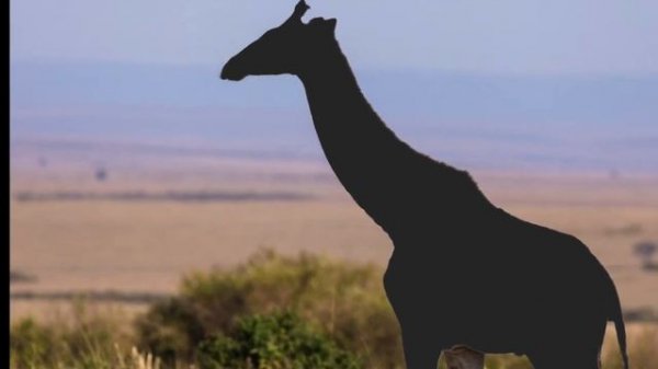 GUESS THE ANIMAL SOUND GAME - AFRICAN ANIMALS