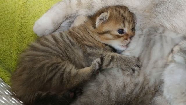 Красивый рыжий котенок Карамелька скоттиш фолд ? Милое видео про котят смотреть онлайн